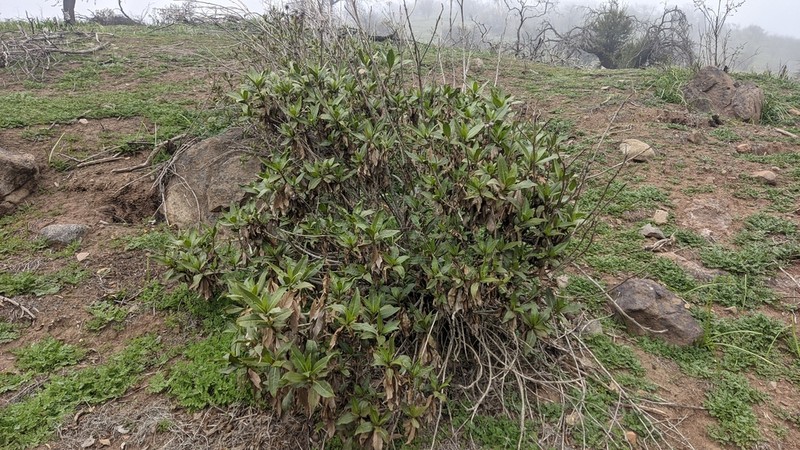 Austroflourensia thurifera