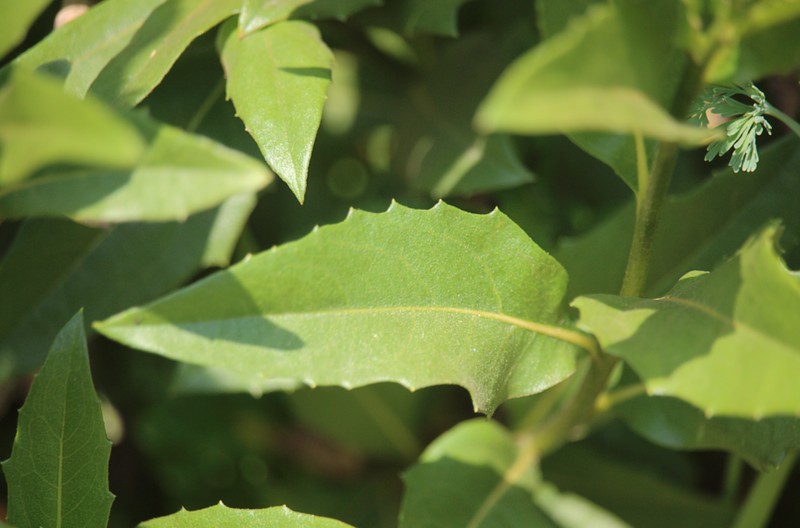 Austroflourensia thurifera photo 2