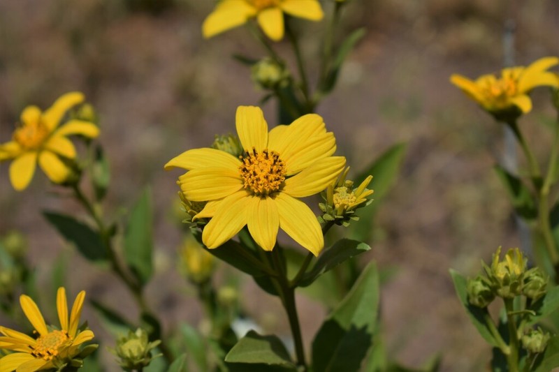 Austroflourensia thurifera photo 3