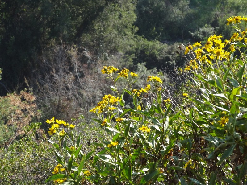 Austroflourensia thurifera photo 4