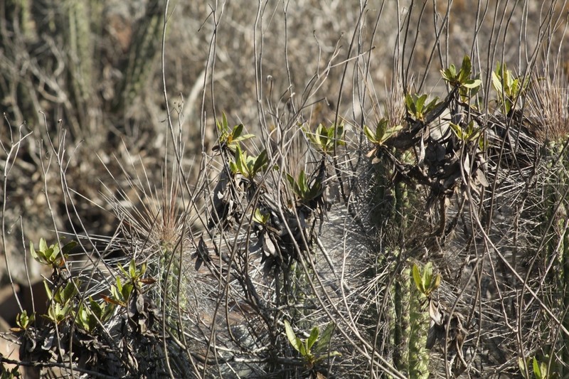 Austroflourensia thurifera photo 6