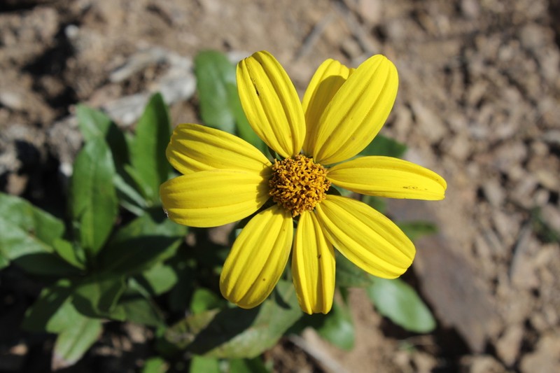 Austroflourensia thurifera photo 8
