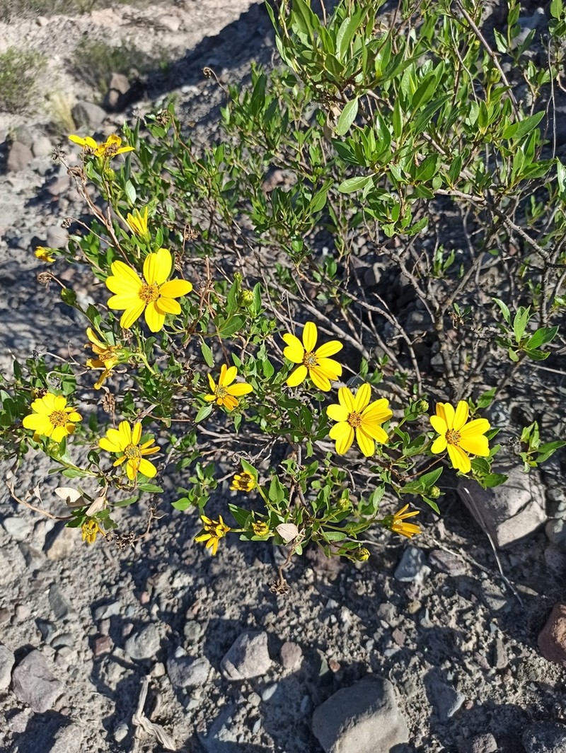 Austroflourensia tortuosa