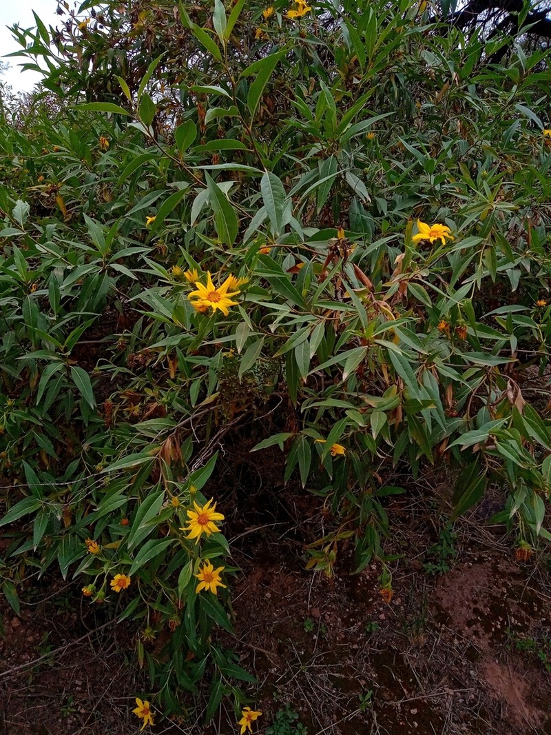 Austroflourensia tortuosa photo 2