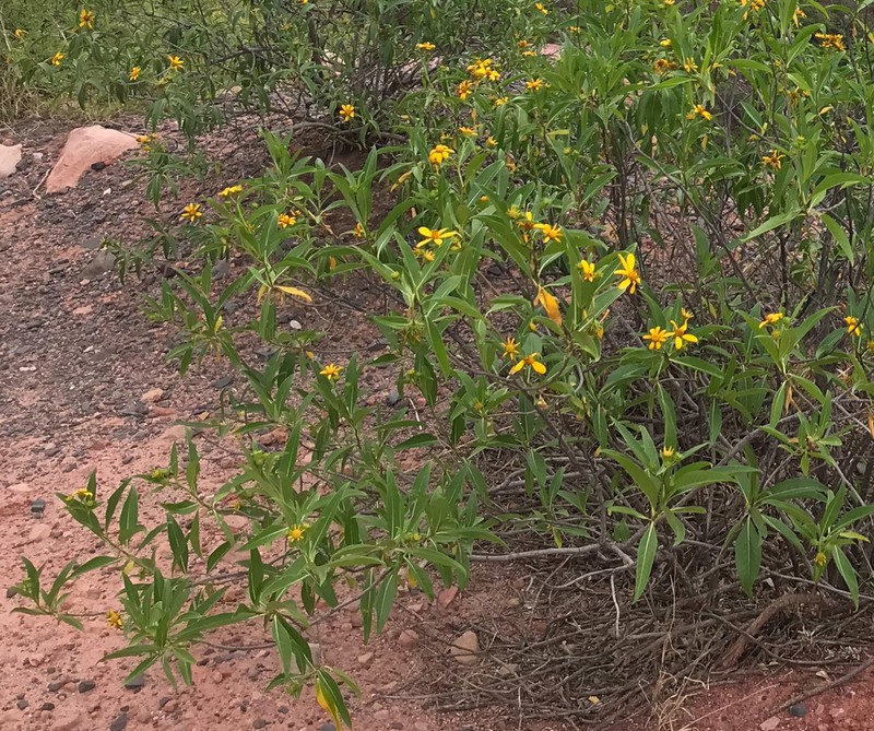 Austroflourensia tortuosa photo 3