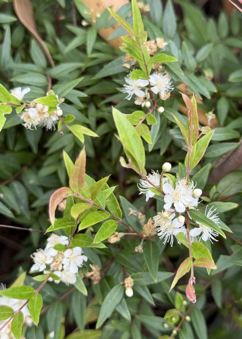Austromyrtus dulcis photo 3