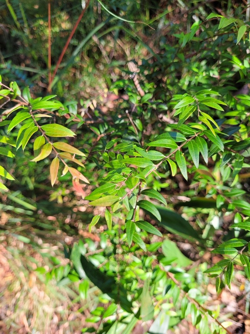 Austromyrtus dulcis photo 4
