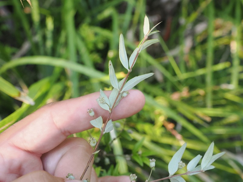 Austromyrtus dulcis photo 5