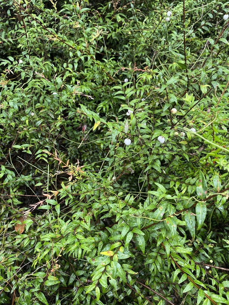 Austromyrtus dulcis photo 6