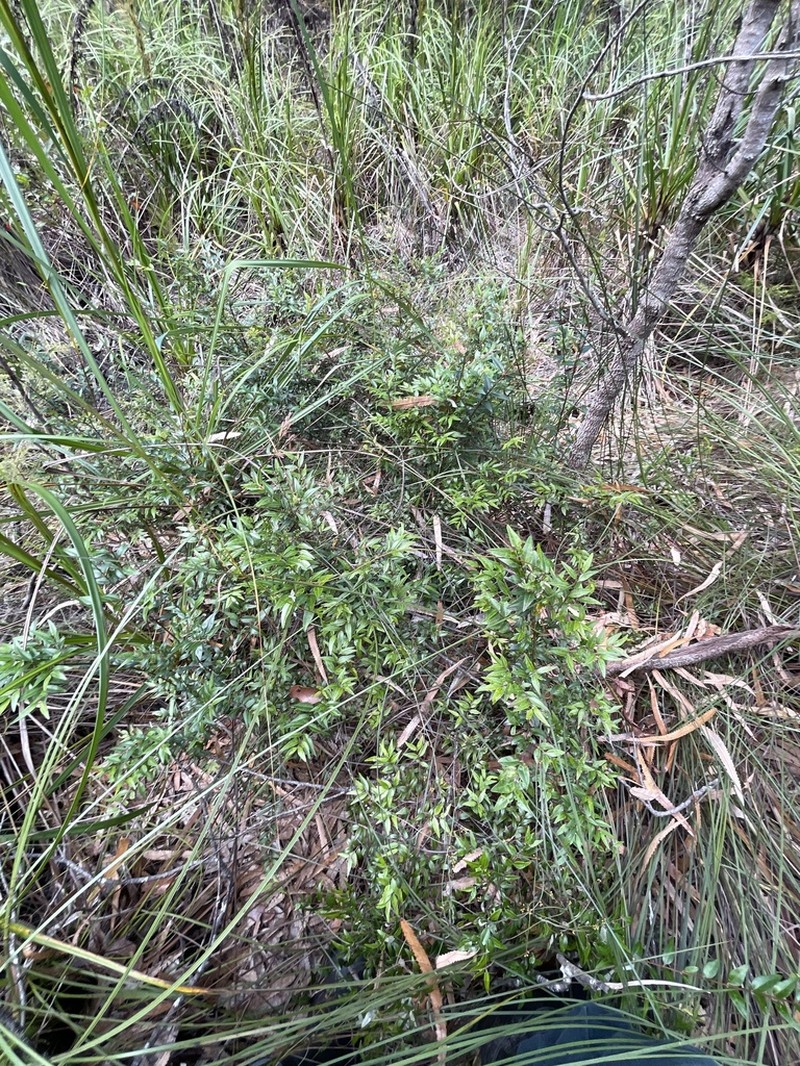 Austromyrtus dulcis photo 7