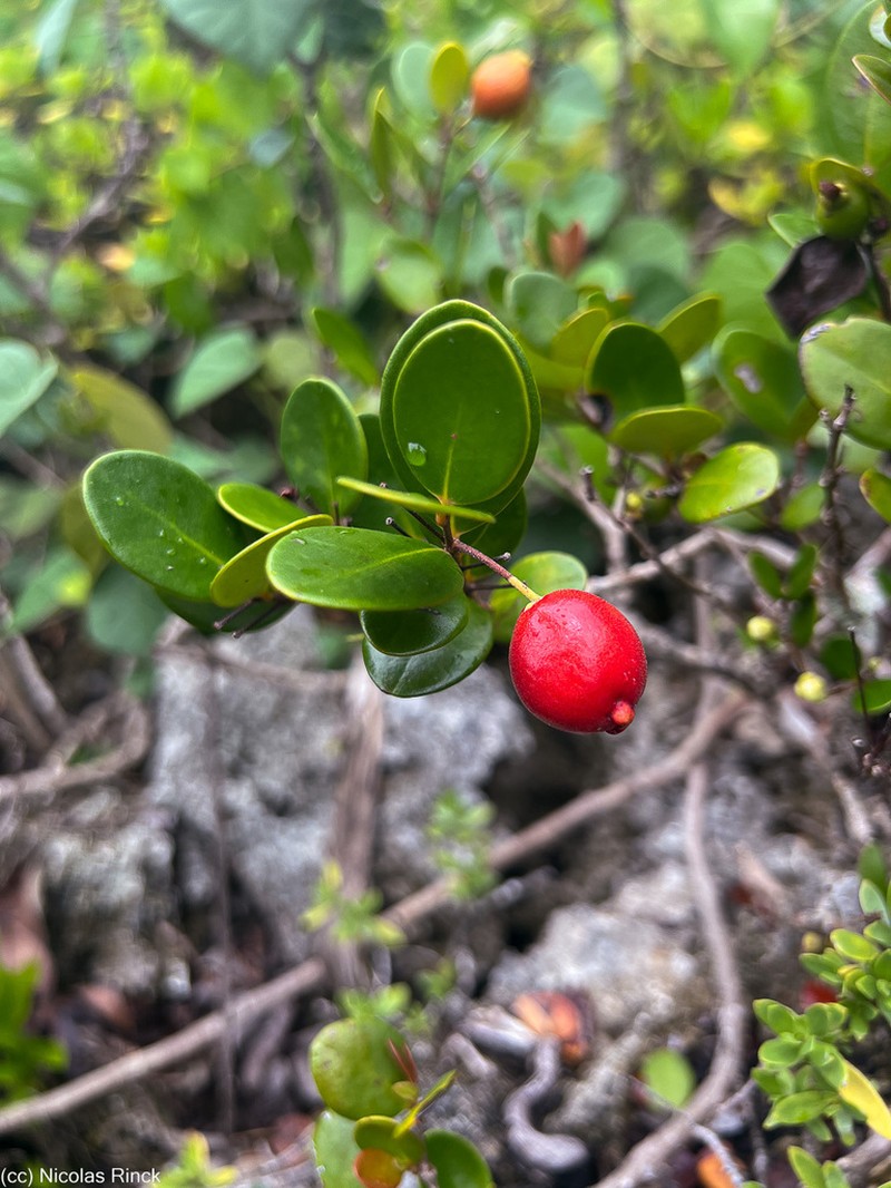 Austromyrtus mendute