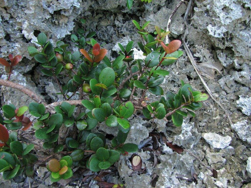 Austromyrtus mendute photo 2