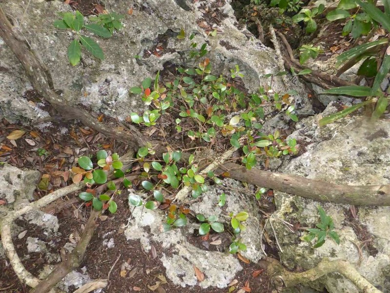 Austromyrtus mendute photo 3