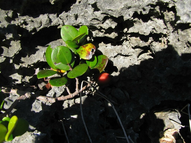 Austromyrtus mendute photo 4