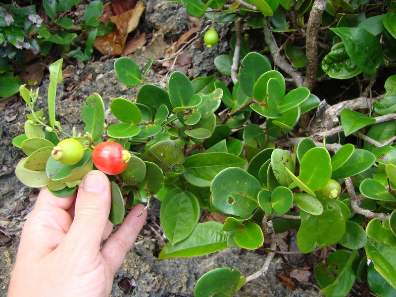 Austromyrtus mendute photo 5