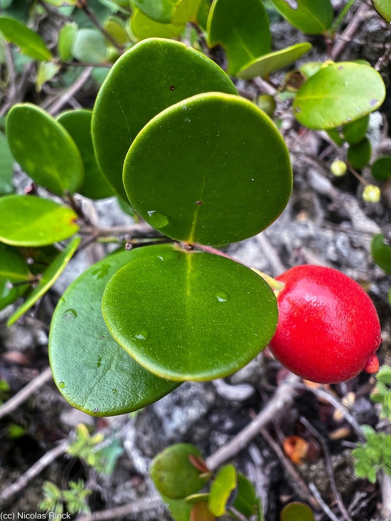 Austromyrtus mendute photo 6