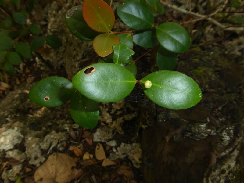 Austromyrtus mendute photo 7