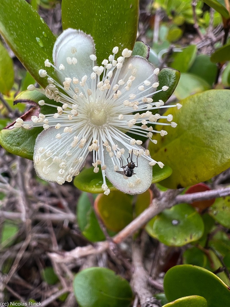 Austromyrtus mendute photo 8