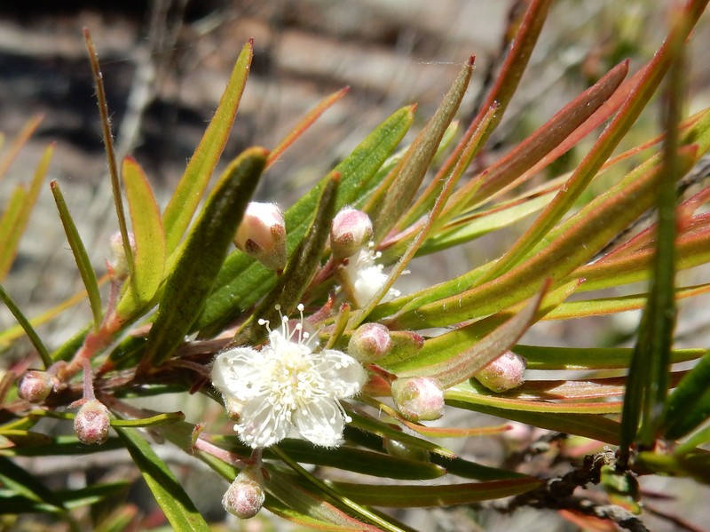 Austromyrtus tenuifolia
