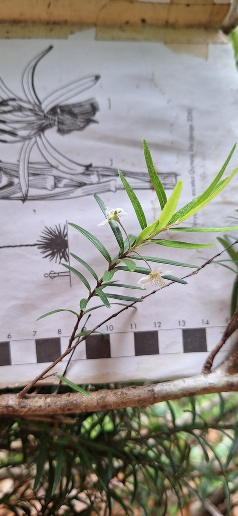 Austromyrtus tenuifolia photo 2