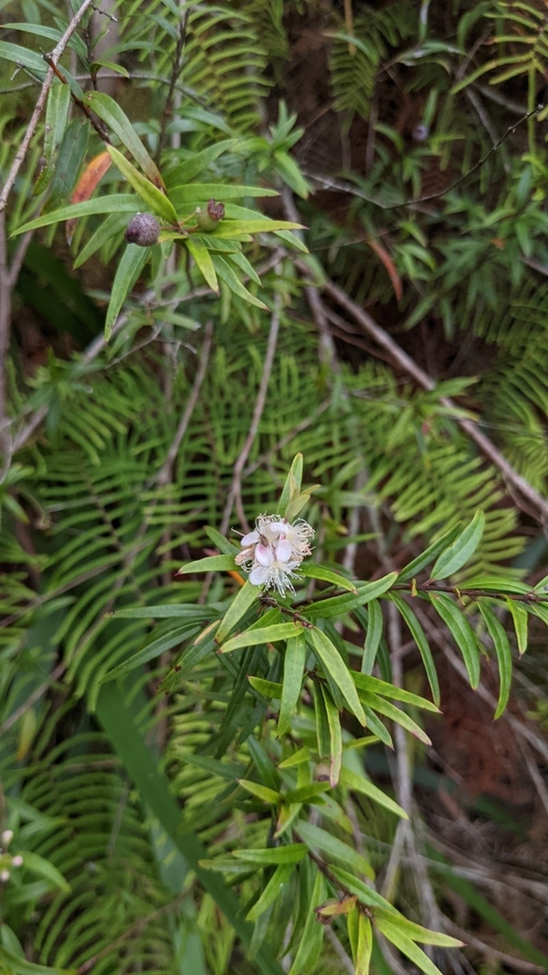 Austromyrtus tenuifolia photo 3