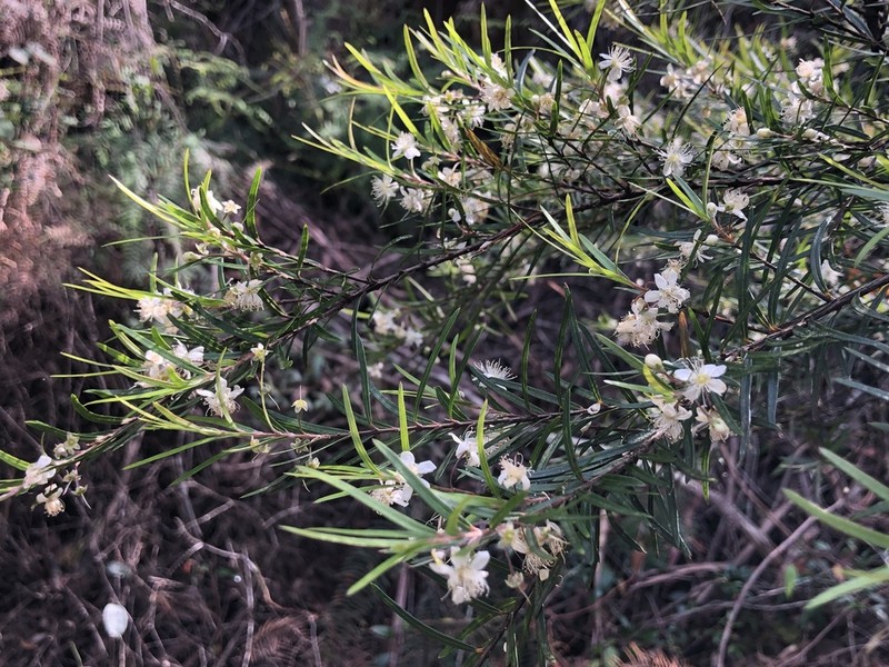 Austromyrtus tenuifolia photo 4