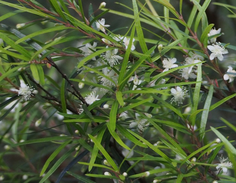 Austromyrtus tenuifolia photo 5