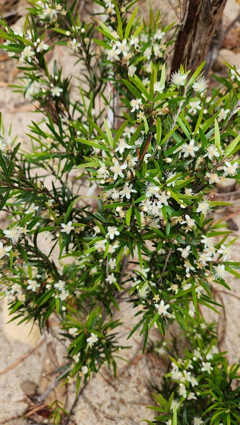 Austromyrtus tenuifolia photo 6