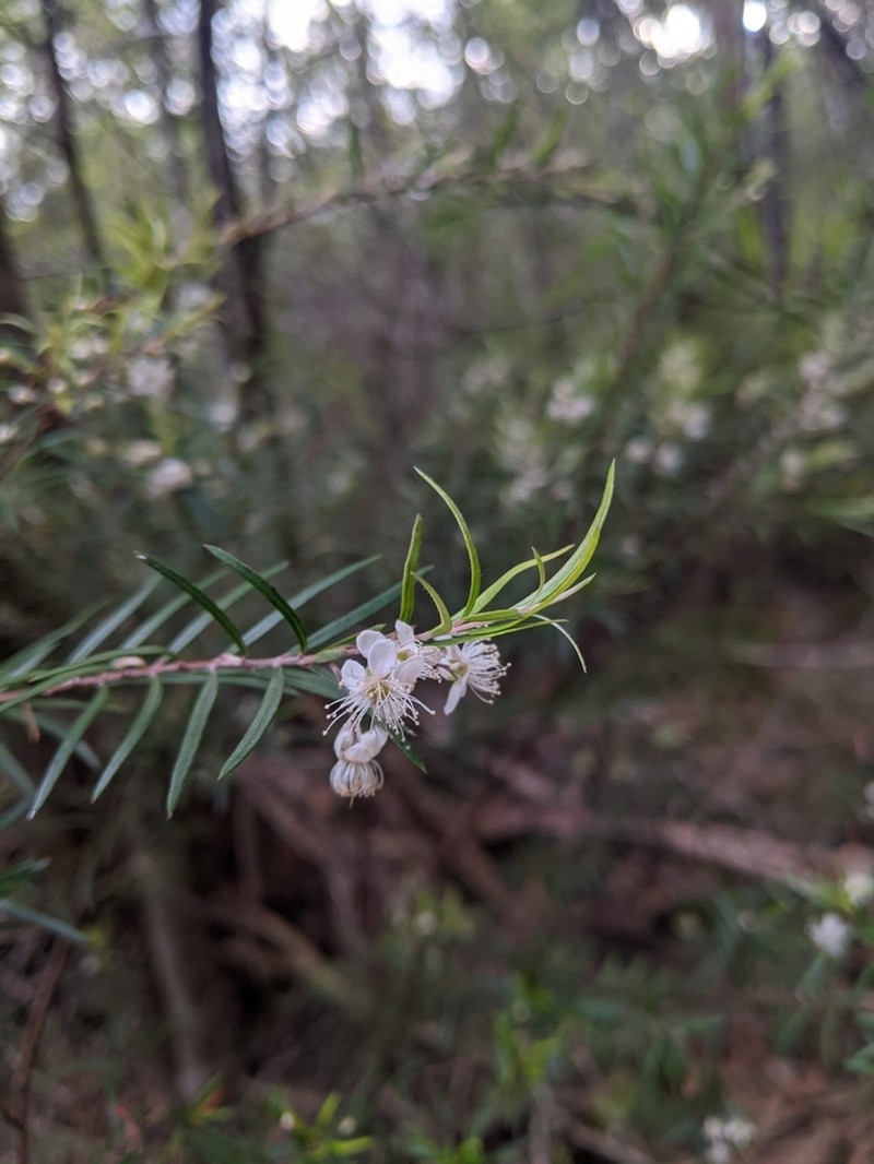 Austromyrtus tenuifolia photo 7
