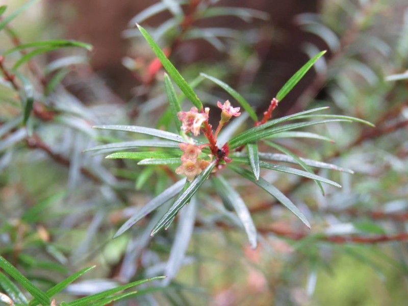 Austromyrtus tenuifolia photo 8