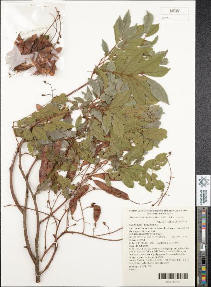 Austrosteenisia blackii var. blackii
