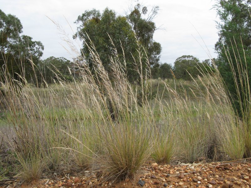 Austrostipa scabra