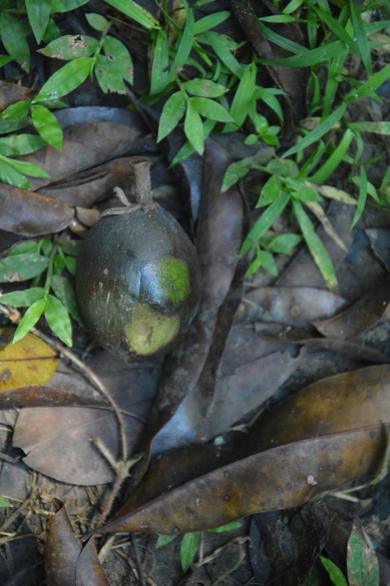 Autranella congolensis
