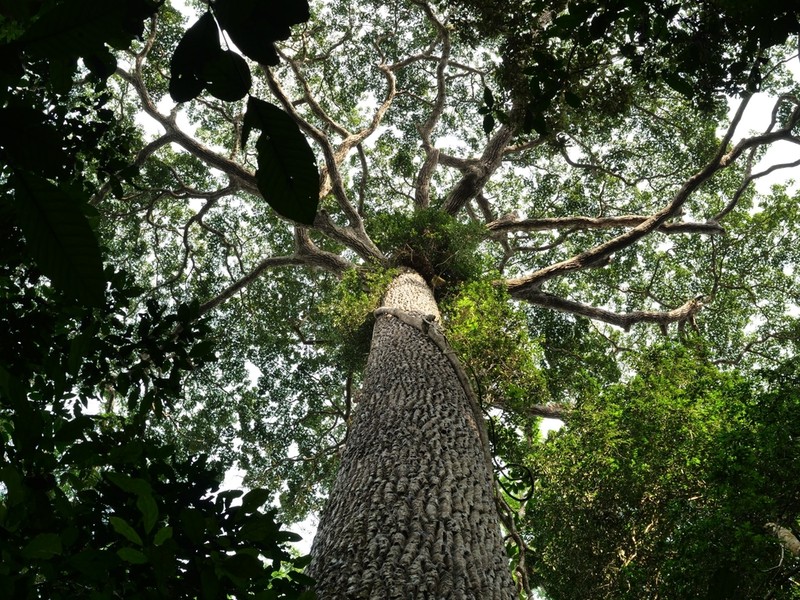 Autranella congolensis photo 4