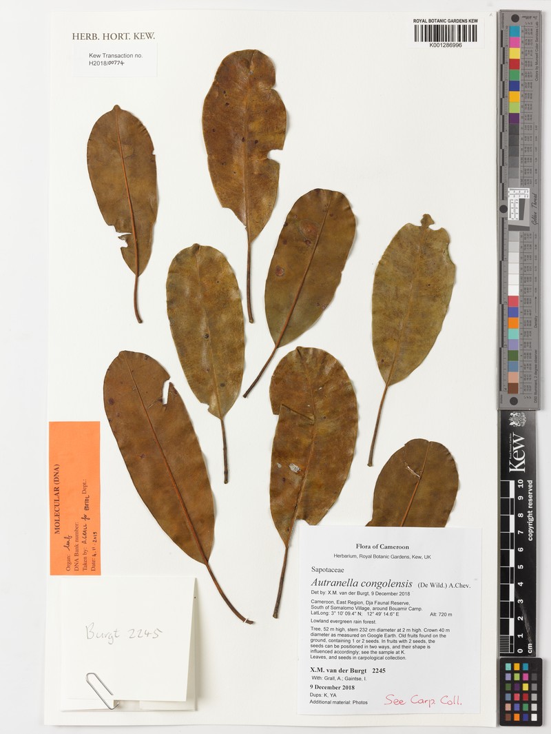 Autranella congolensis photo 7