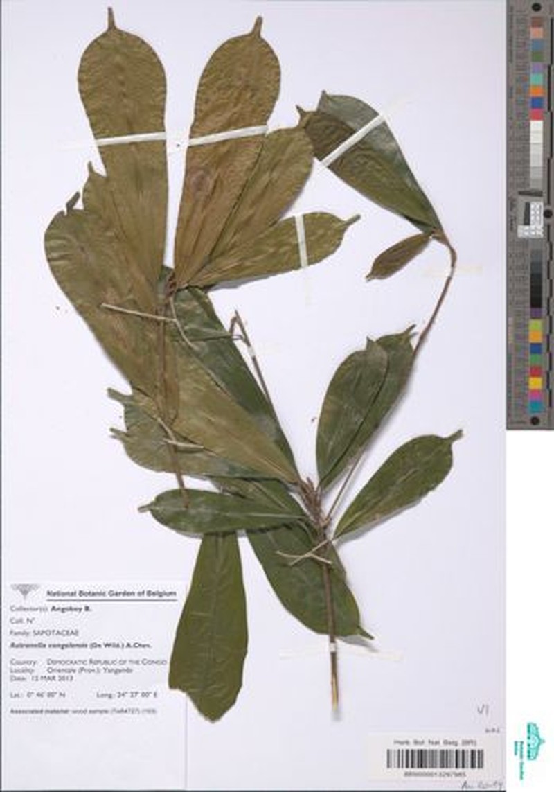 Autranella congolensis photo 8