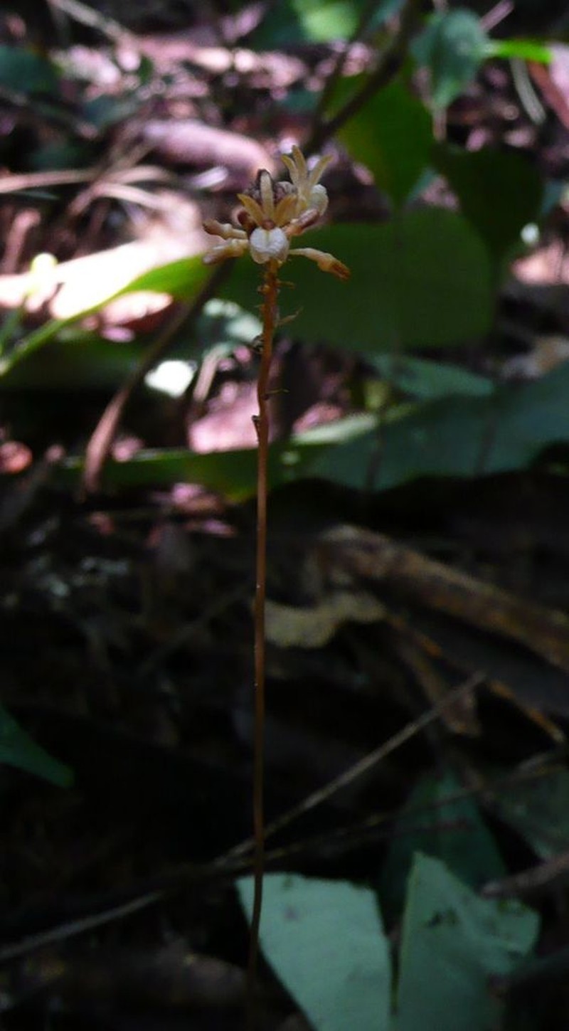 Auxopus kamerunensis