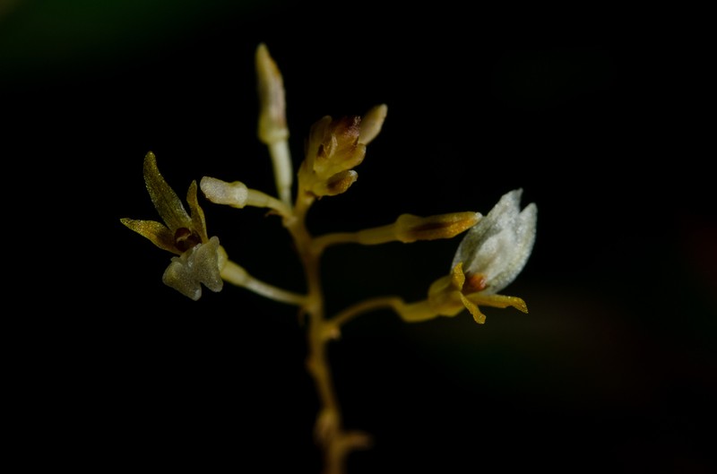Auxopus kamerunensis photo 2