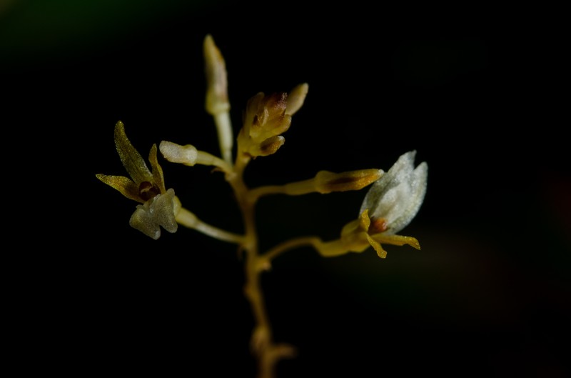 Auxopus kamerunensis photo 3