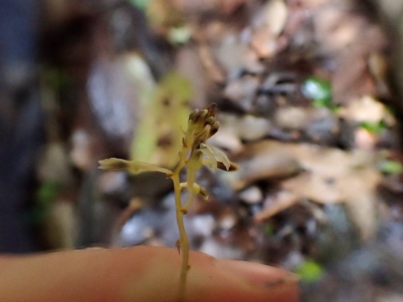 Auxopus kamerunensis photo 4