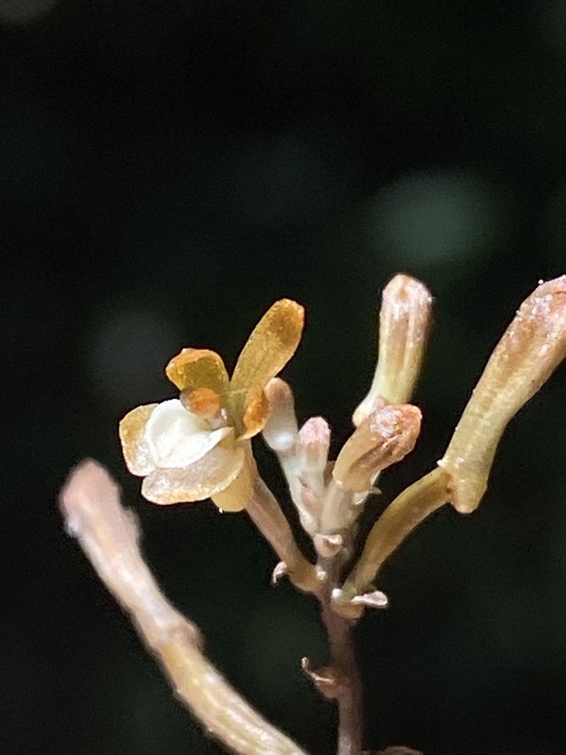 Auxopus macranthus