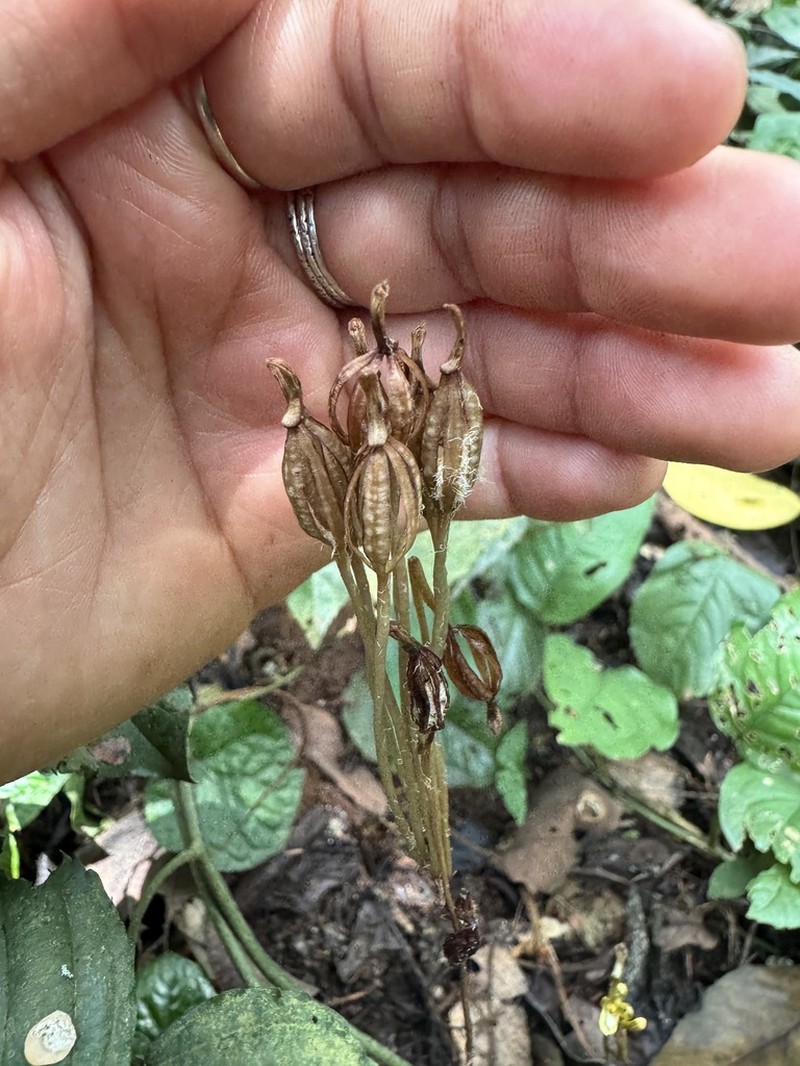 Auxopus macranthus photo 2