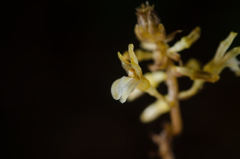 Auxopus macranthus photo 4
