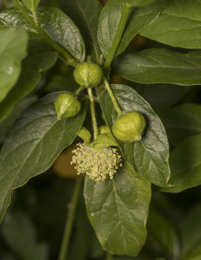 Avellanita bustillosii