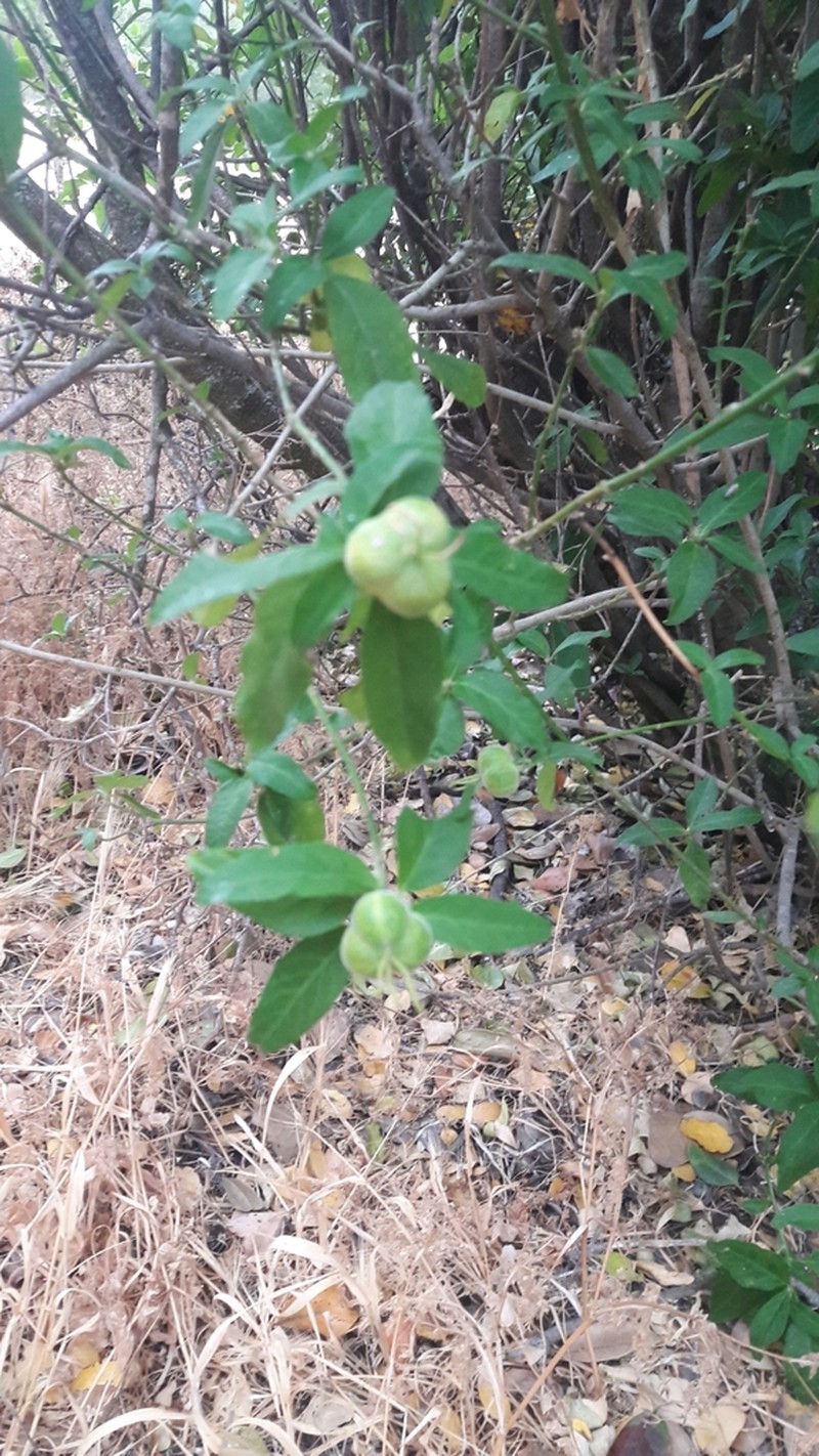 Avellanita bustillosii photo 2