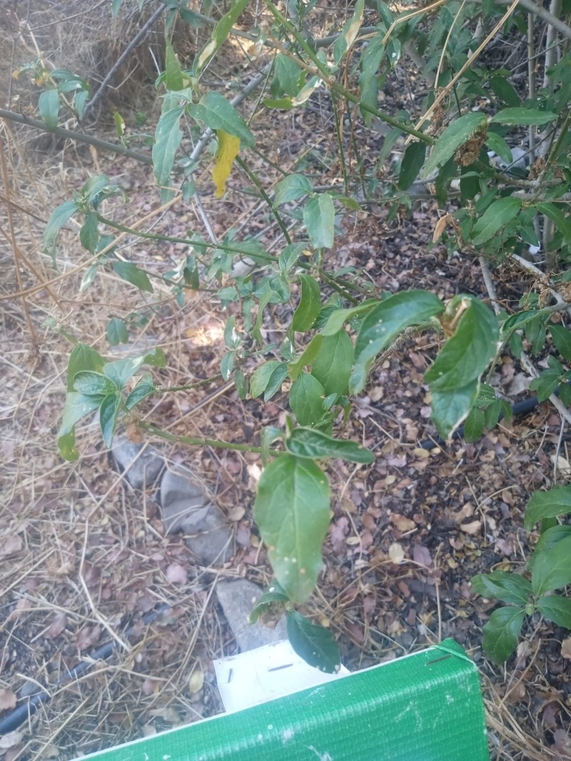 Avellanita bustillosii photo 3