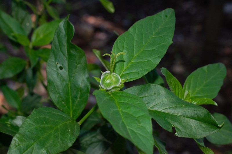 Avellanita bustillosii photo 5