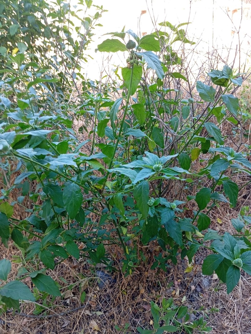Avellanita bustillosii photo 6