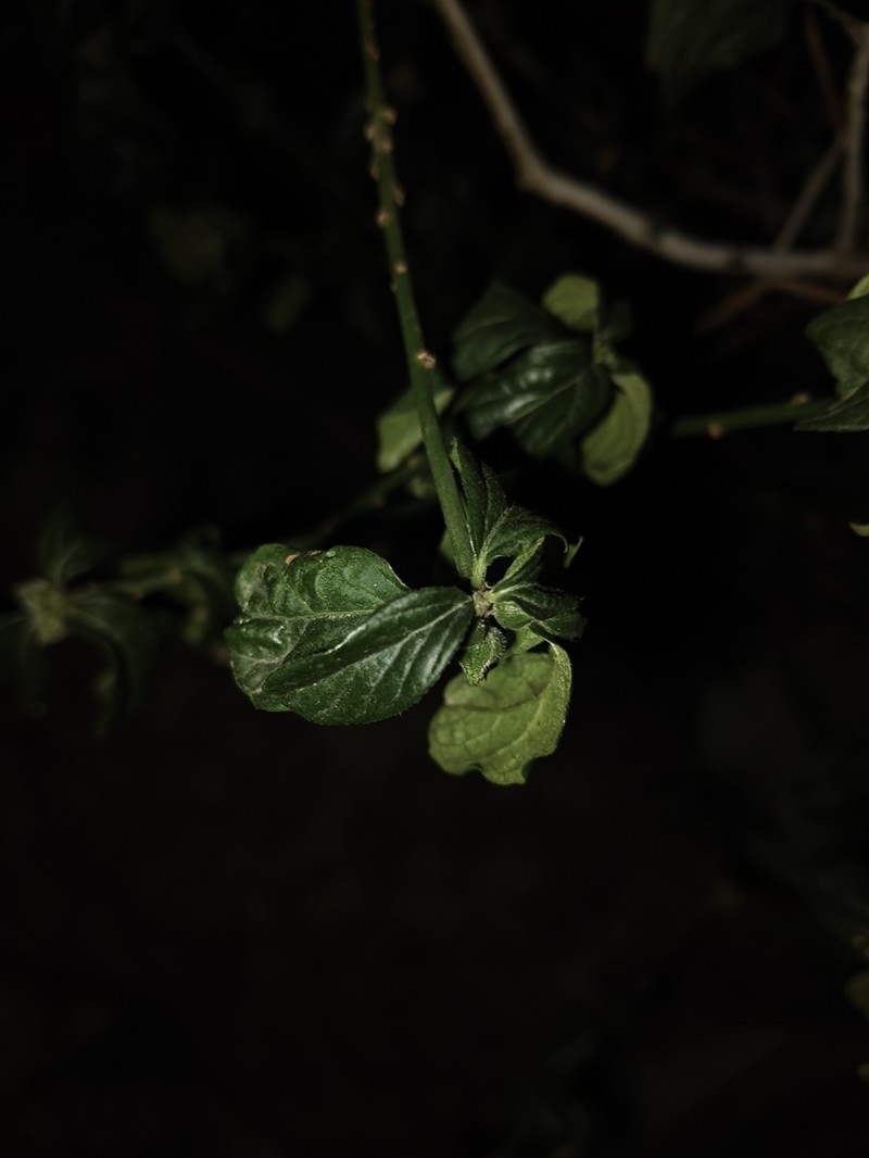 Avellanita bustillosii photo 7