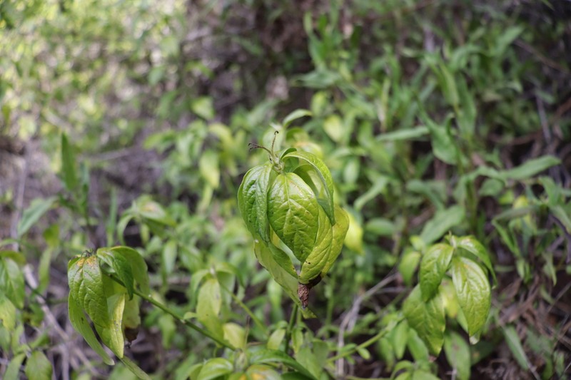 Avellanita bustillosii photo 8